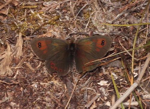 Réf. 266 810 : Erebia cassioides